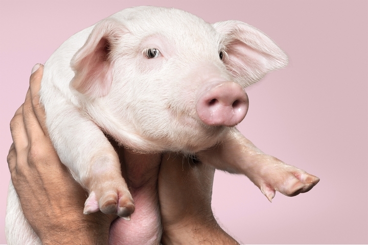 The Ultimate Pig Feeding Guide: 5 Pig Feeding Best Practices